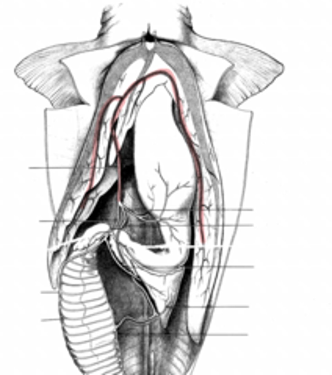 <p>where does the blood go from the hepatic portal vein?</p>