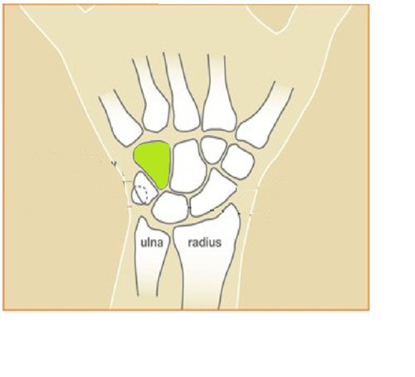 <p>- bone in the human wrist readily distinguishable by its wedge shape and a hook-like process</p>