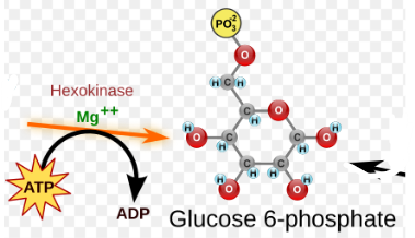 <p>Hexokinase, Glucose-6-phosphate, ATP → ADP, H+</p>