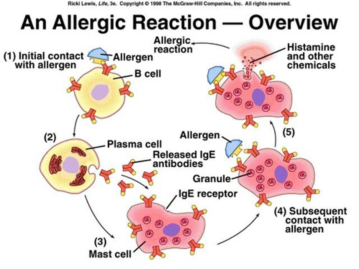 <p>a misdirected and excessive response by the immune system to a foreign substance or an allergen</p>