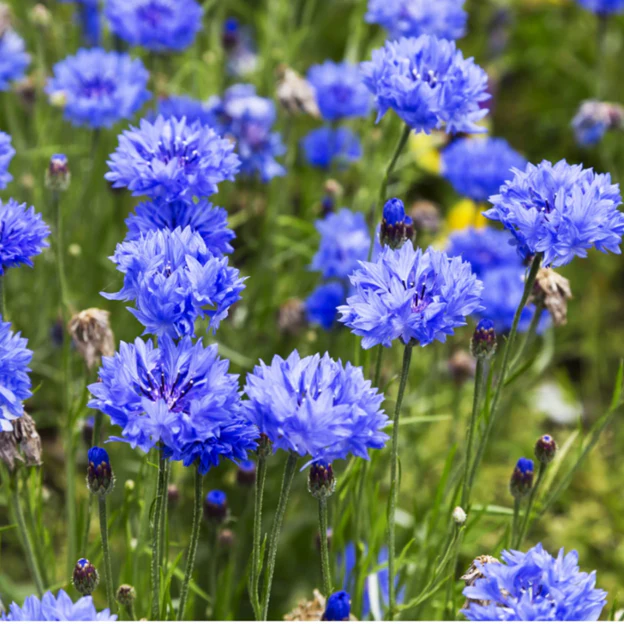 <p>Cornflower/Bachelor's Button</p>