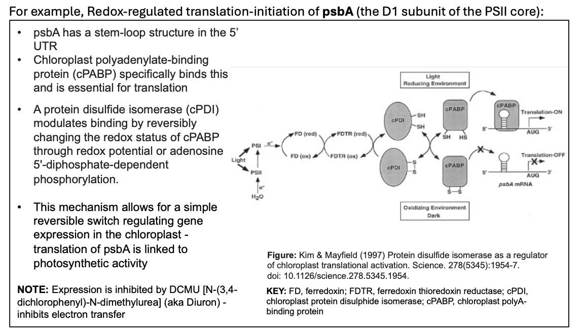 <ol><li><p>Light</p></li><li><p>PSI redox reactions cause FD reduced</p></li><li><p>This reduced FDTR</p></li><li><p>this Reduced <strong>protein disulfide isomerase (cPDI)</strong></p><ul><li><p>through redox potential or adenosine 5’-diphosphate-dependent phosphorylation</p></li></ul></li><li><p>this allows the <strong>chloroplast polyadenylate-binding protein cPABP</strong> to bind to the 5’UTR step loop</p></li><li><p>binding to stem loop turns <strong>translation ON</strong></p></li><li><p><strong>PsbA</strong> translation is ON</p></li></ol><p></p><p>(in the dark)</p><ol><li><p>The cPDI is oxidised</p></li><li><p>so no cPABP binding</p></li><li><p>not attached to stem loop</p></li><li><p>translation off</p></li></ol><p></p>