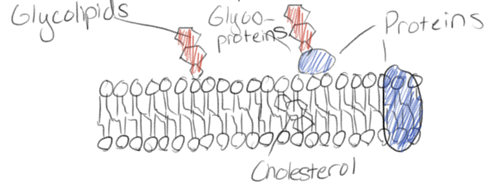 <p>That the cell membrane is a flexible sea of phospholipids and all the other molecules floating in it</p>