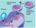 <p>Synthesises an enormous variety of molecules, Then packages the molecules into transport vesicles, Rough due to ribosomes on the outer membrane, Ribosomes synthesis proteins</p>