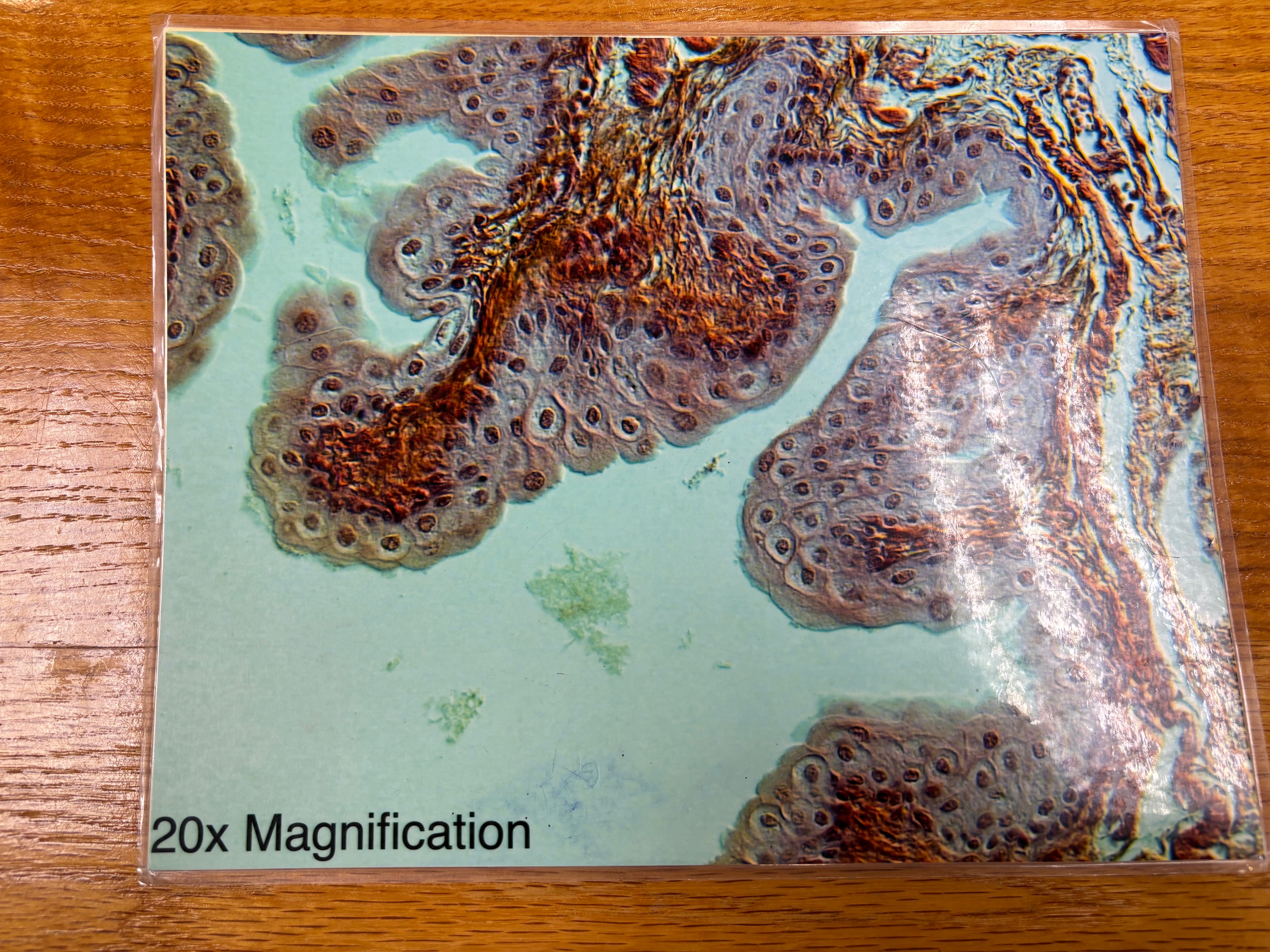 knowt flashcard image