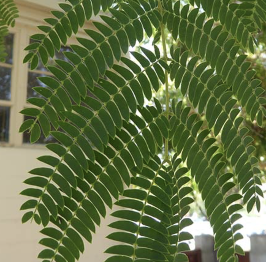 <p><em>Albizia julibrissin</em><span> </span></p>