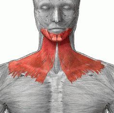 <p>What muscle is this? \n platysma</p><p>sternocleidomastoid</p><p>pectoralis</p><p>sartorius</p><p>deltoid</p>