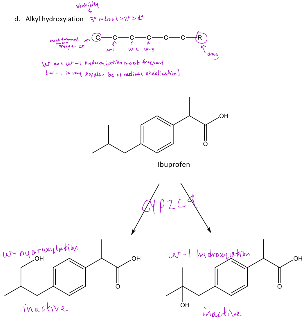 <p>A type of oxidative reaction in phase 1 metabolism which is the addition of a hydroxyl group to the <em>omega (most terminal) carbon</em> or <em>omega-1...</em> </p><p>-Omega-1 is most common because it forms a 3° radical which is the most stable </p><p>Ex. <em>Ibuprofen</em> will undergo alkyl hydroxylation via <em>CYP2C9</em> at the terminal carbon (omega) and the the omega-1 carbon</p>