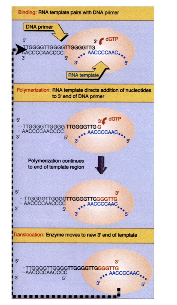 <ol><li><p>Enzyme telomerase can<strong> elongate</strong>&nbsp;the ends by</p></li><li><p>synthesising and adding new telomere repeats onto the ends</p></li><li><p><strong>using own RNA template</strong></p></li></ol><p></p><p></p><p><em>from diagram:</em></p><ol><li><p>Binding→ RNA template pairs with DNA primer</p></li><li><p>Polymerisation→ RNA template directs addition of nucleotides to 3’ end of DNA primer</p></li><li><p>Translocation→ enzyme moves to new 3’ end of template</p></li></ol><p></p>