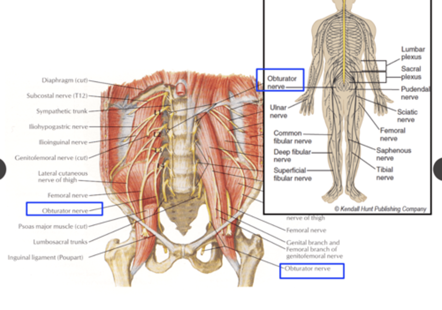 <p>medial thigh</p>