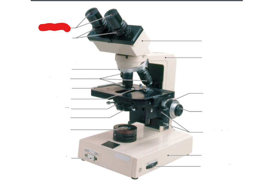Microscope Parts Flashcards Knowt