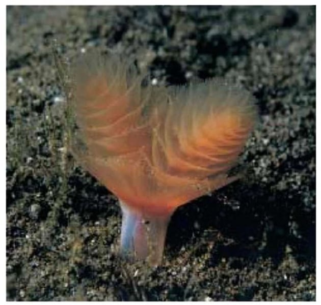 <p>Horseshoe worms</p>