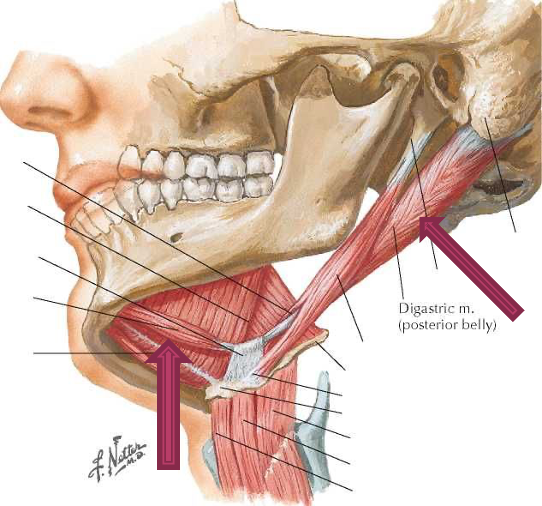 <p>origin: anterior belly- mandible; posterior belly- mastoid process (temporal bone)</p><p>insertion: hyoid bone</p><p>innervation: anterior- mylohyoid; posterior- CN VII</p><p>action: elevates hyoid bone and depresses mandible, as in opening mouth</p>