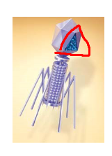 <p>Structure circled in red</p>