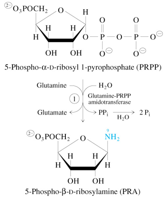 <p>PRPP + <span style="color: rgb(100, 255, 147)">Glutamine</span> + H2O</p><p><span style="color: rgb(122, 198, 255)">—Glutamine-PRPP Amidotransferase→</span></p><p><span style="color: rgb(255, 255, 255)">PRA + Glutamate + 2 P<sub>i</sub></span></p>