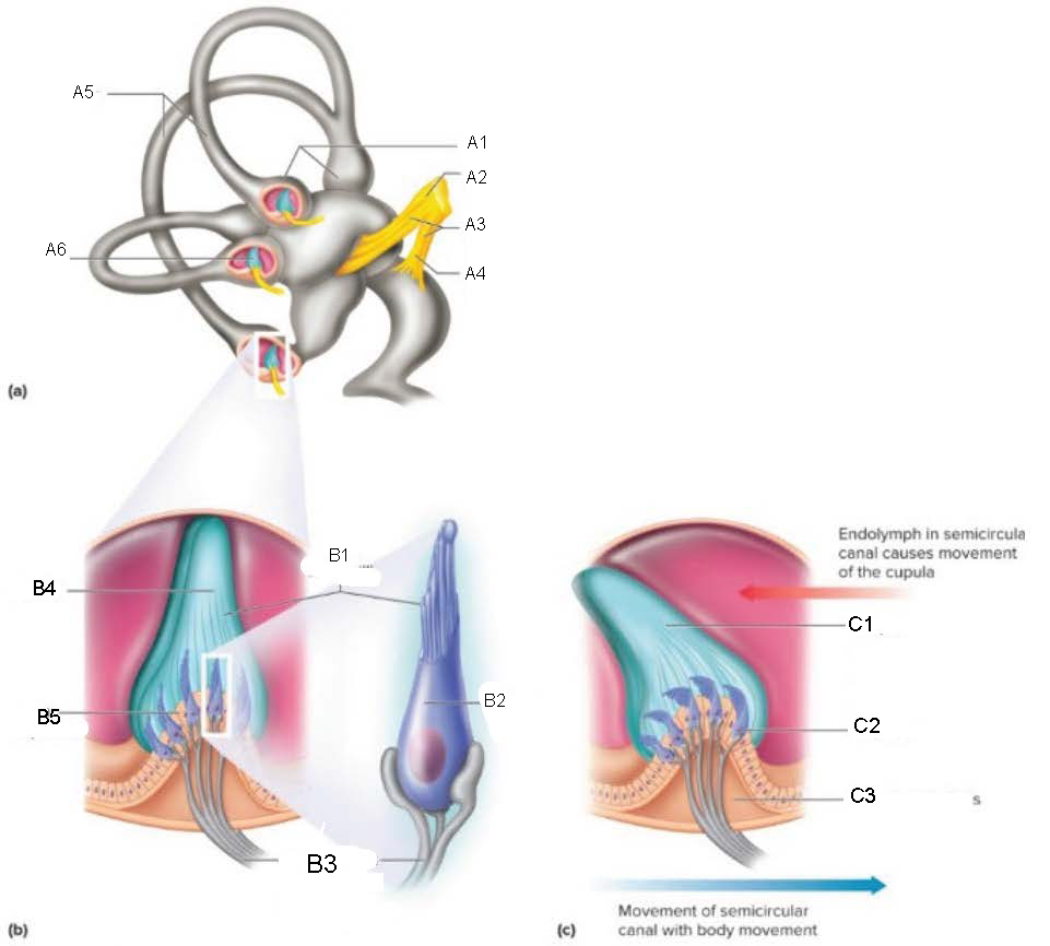 <p>A2</p>