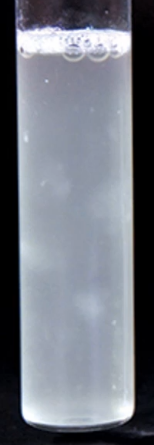 <p>What this Thioglycollate result tube indicates?</p><p>Confluent growth throughout the tube</p>