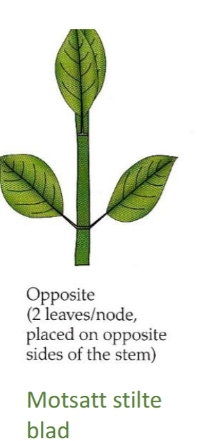 <p>To blader per ledd, plassert rett ovenfor hverandre</p><p>Eks: mynte</p>