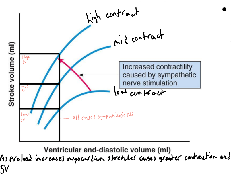 <ul><li><p>States that strength of </p><p>ventricular contraction </p><p>varies directly with </p><p>preload/EDV</p><ul><li><p>It’s an intrinsic property of the myocardium</p></li><li><p>As EDV increases, </p><p>myocardium is stretched more, causing greater </p><p>contraction and SV</p></li></ul></li></ul><p></p>