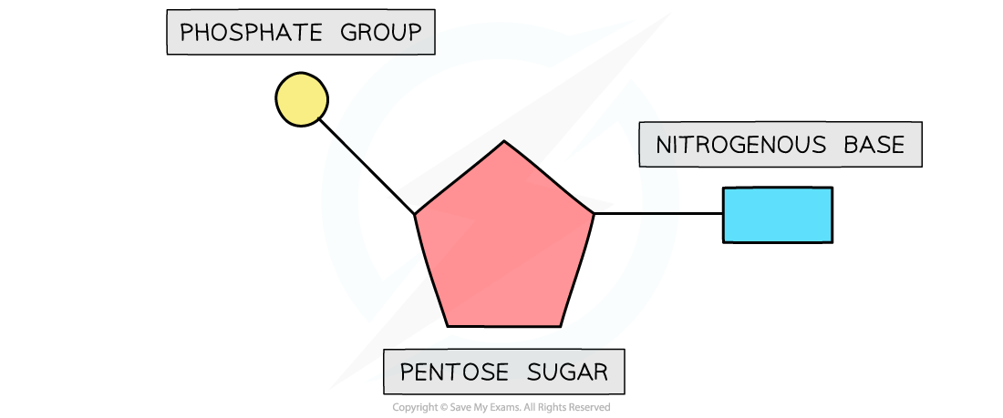 <p>A nucleotide is the <strong>monomer of DNA and RNA</strong>.<br>It consists of:</p><ul><li><p><strong>Pentose sugar</strong> (ribose or deoxyribose)</p></li><li><p><strong>Nitrogen-containing base</strong></p></li><li><p><strong>Phosphate group</strong></p></li></ul><p>Nucleotides join to form <strong>polynucleotides</strong> (DNA/RNA).</p>