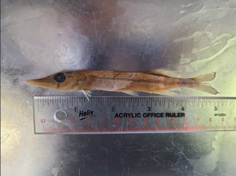 <p>What is the taxonomy, common name, and scientific name of this fish</p>