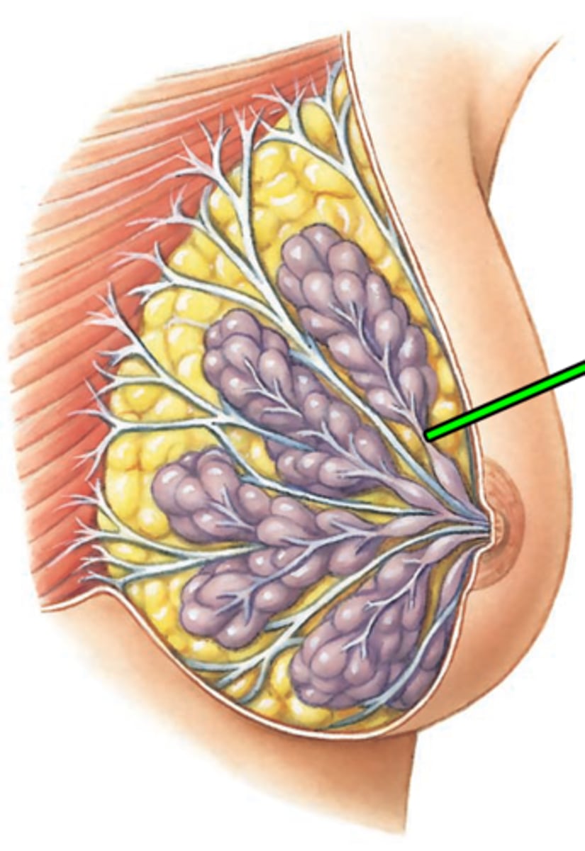 <p>milk ducts which carry milk from the mammary glands to the nipple</p>