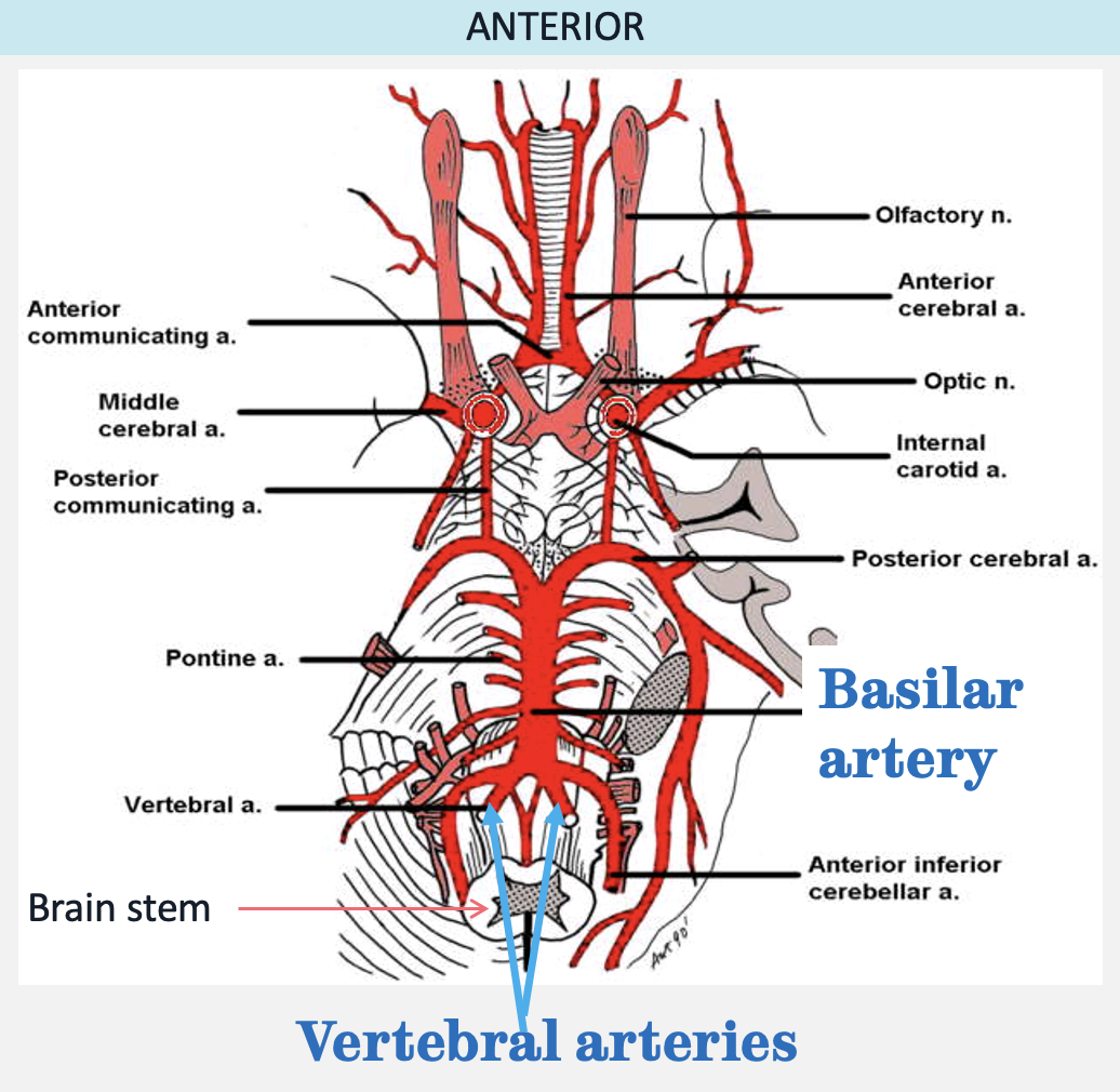 <p>outline the vertebral arteries</p>