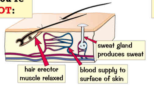 <ul><li><p>sweat produced by sweat glands &amp; evaporates from skin. Transfers energy to environment</p></li><li><p>blood vessels supplying skin dilate so more energy flows close to the surface of skin → vasodilation, helps transfer energy from skin to environment </p></li></ul>