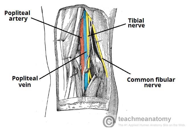 <p>the popliteal artery passes behind the knee within the popliteal fossa to become either anterior and posterior tibial artery </p>