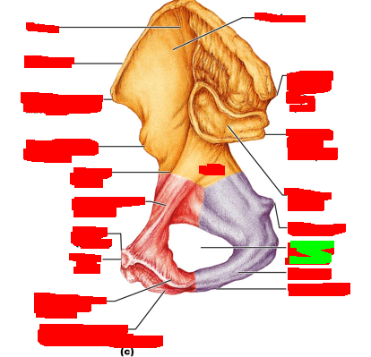 term image