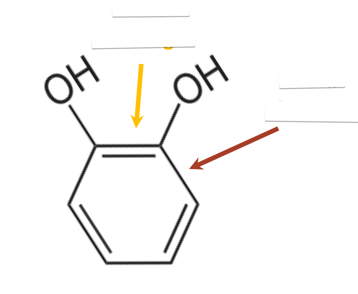 <p>cleaved between the two OH groups, leads to more direct pathway for use in TCA Cycle and cell</p>