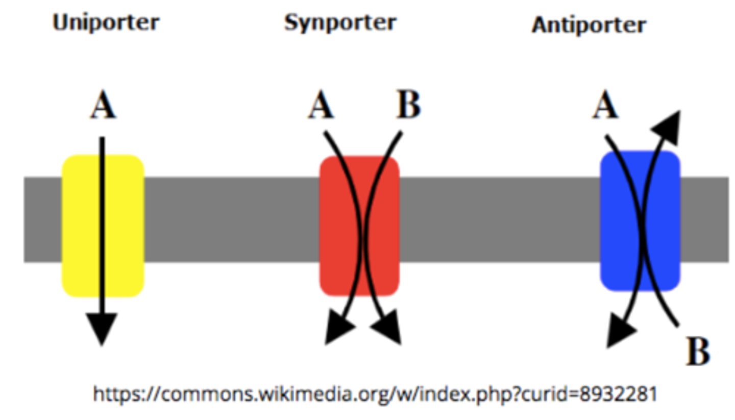 <p>uniport; symport; antiport</p>