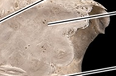 <p>What is the name of this bone in the skull?</p>