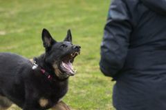 <p>Analyze the mouth of this dog</p>