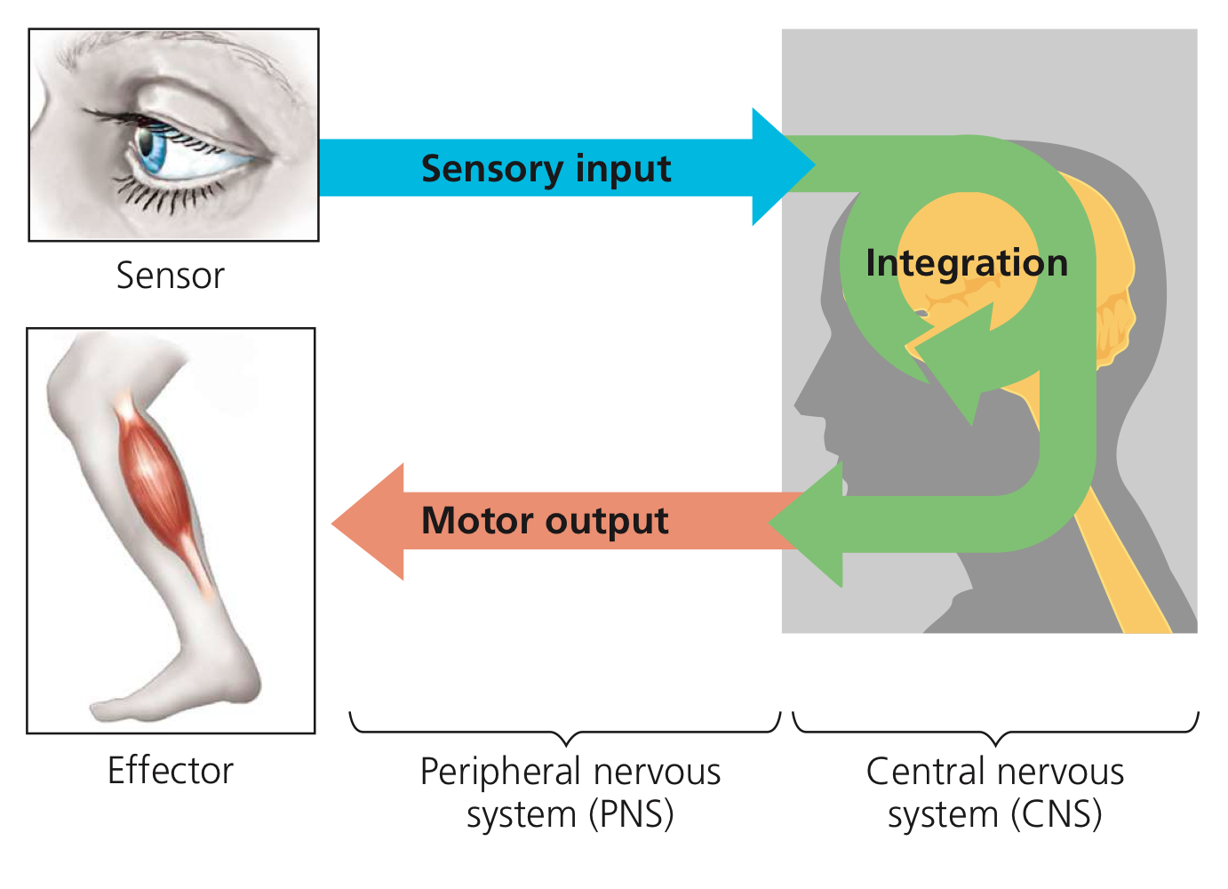 <ol><li><p>Sensory input, the gathering of information or data, by way of neurons and synapses.</p></li><li><p>Integration, the processing of information in brain.</p></li><li><p>Motor output, the conducting of electrical signals from brain and spinal cord to muscles and organs.</p></li></ol>