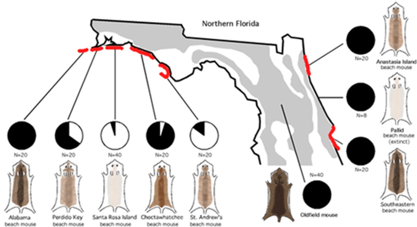 <p>Proportion of an allele in a gene pool.</p>