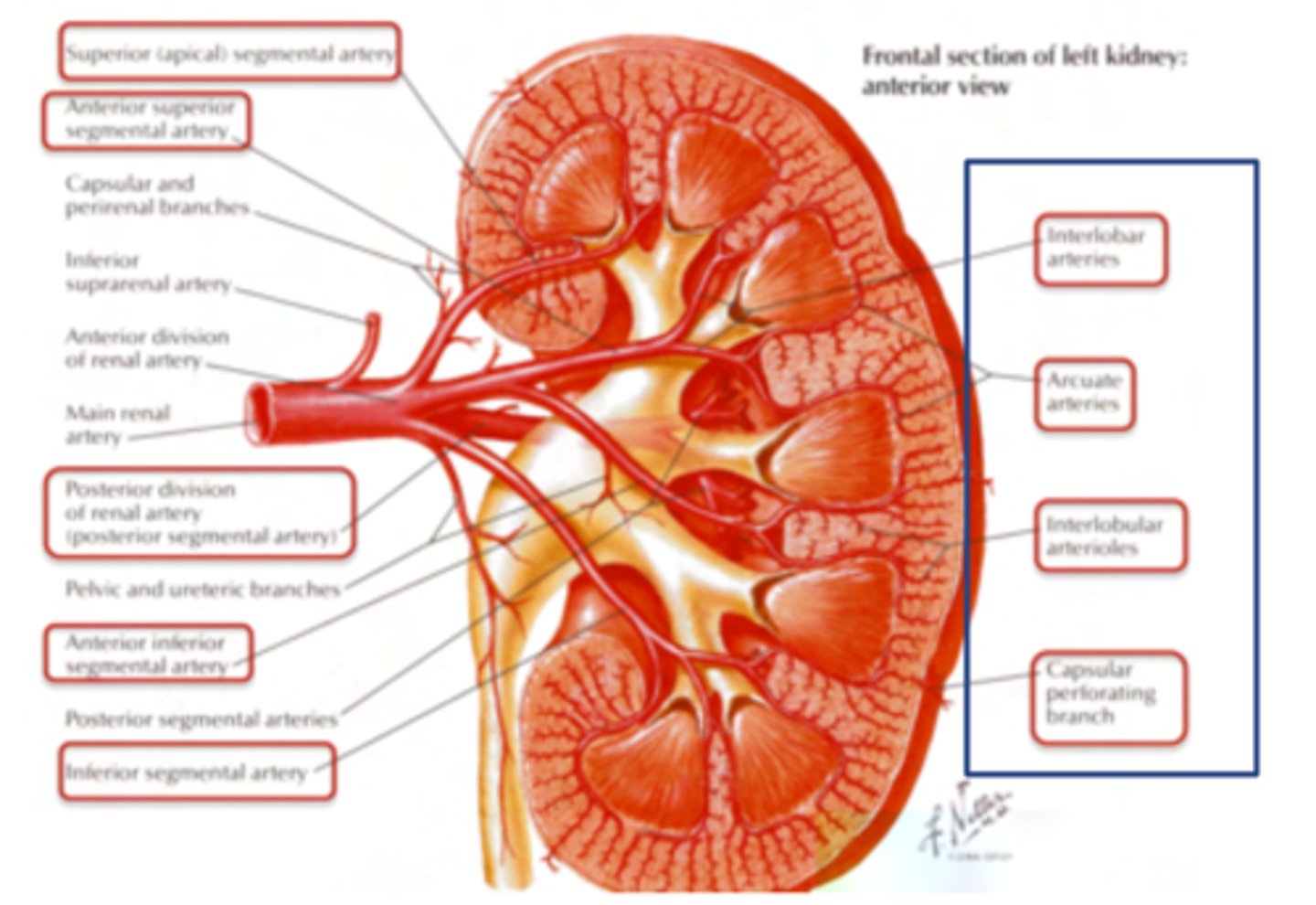 <p>Interlobar branches</p><p>- Arcuate arteries, which surround the pyramids</p><p>- Interlobular arteries</p><p>- Small arteries which go to form the afferent artery of the glomerulus, and ends in the efferent artery</p>