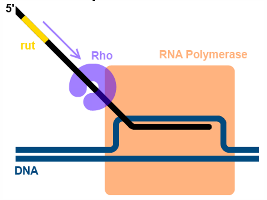 <p><strong>Termination of Transcription</strong></p><p>What does this image illustrate?</p>
