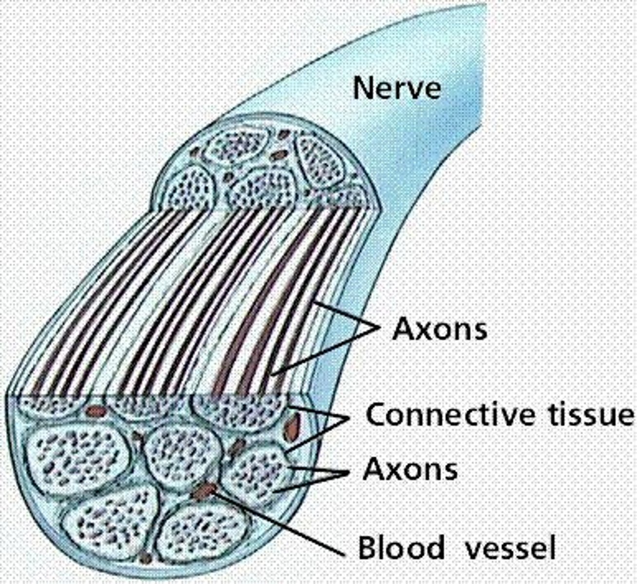 <p>1) Endoneurium - loose connective tissue that encloses axons and their myelin sheaths; 2) Perineurium - coarse connective tissue that bundles fibers into fascicles; 3) Epineurium - tough fibrous sheath around a nerve.</p>