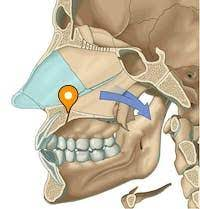 <p>opening via incisive foramen</p>