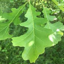 bur oak