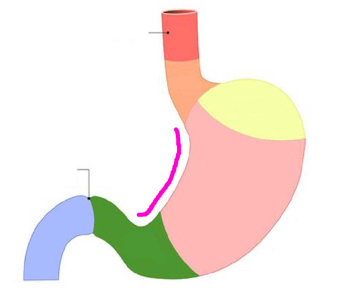 <p>pink line</p>