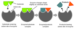 <p>enzymes</p><p>(Note: almost all are proteins, but RNA can also act as an enzyme)</p>