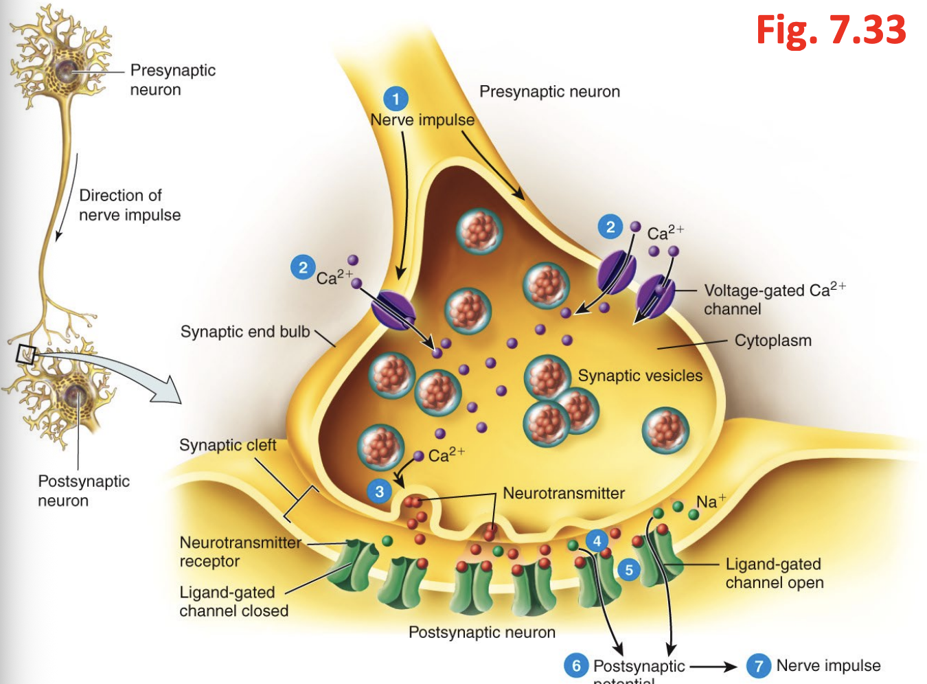 <ol><li><p>an action potential arrives at the axon terminal </p></li><li><p>voltage gates ca channels open and allow ca to diffuse into axon terminal </p></li><li><p>ca stimulates vesicles to release neurotransmitter through exocytosis </p></li><li><p>the neurotransmitter then crosses the synaptic cleft and diffuses and binds to a receptor on postsynaptic cell </p></li><li><p>the neurotransmitter binding causes receptors that are chemical gated ion channels to open which allows ions to move across membrane of post synaptic cell </p></li><li><p>then from here ions can either depolarize (excite) or hyperpolarize (inhibit) it </p></li><li><p>the neurotransmitter activity usually ends when it is removed by an enzyme or moves away through diffusion </p></li></ol><p></p>