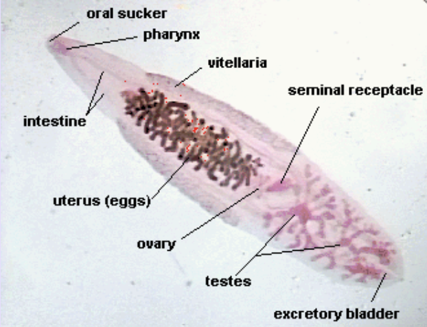 trematoda