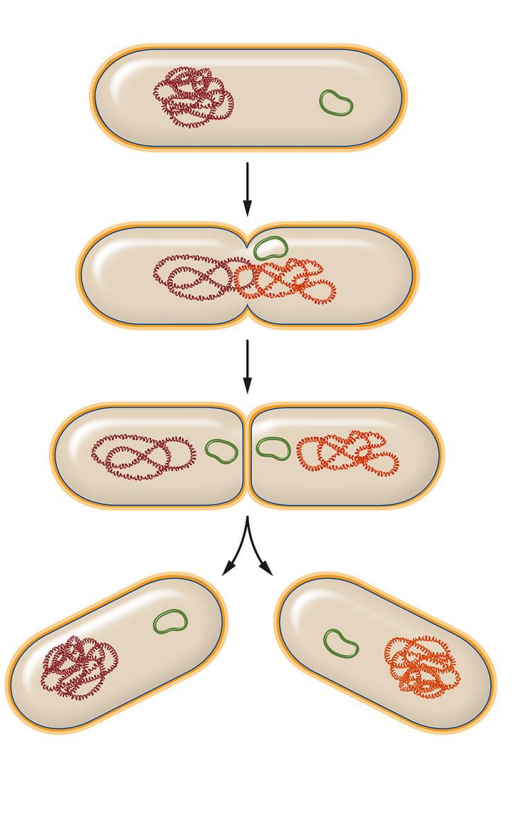 <p>primarily reproduce asexually through a process called Binary fission. This involves a single cell dividing into two identical daughter cells</p>