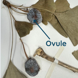 <p>By examining the picture, what is the common name of this plant?</p>