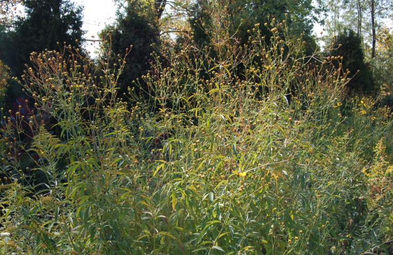 <p>pinnately trifoliate leaves, entire lanceolate leaves, persisting inflorescence, 2-8’ in habit</p>