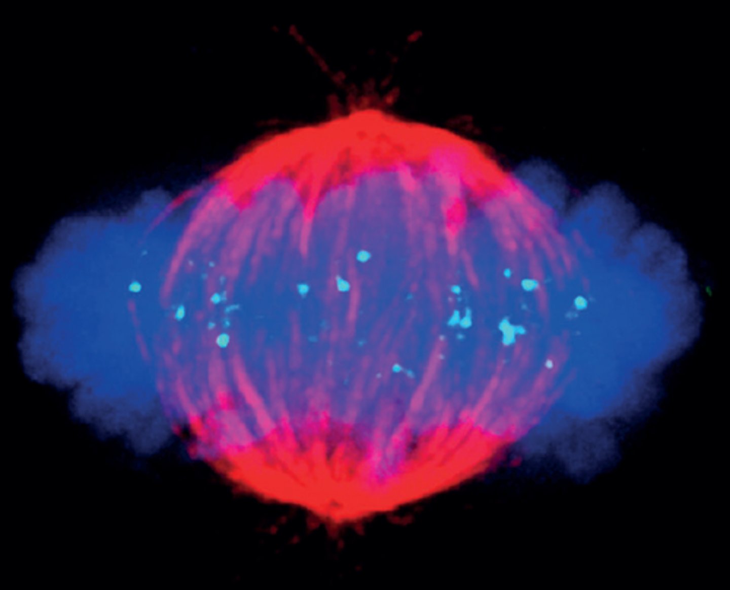 <p>the process that results in the formation of gametes with half the genetic material of the parent cell</p>