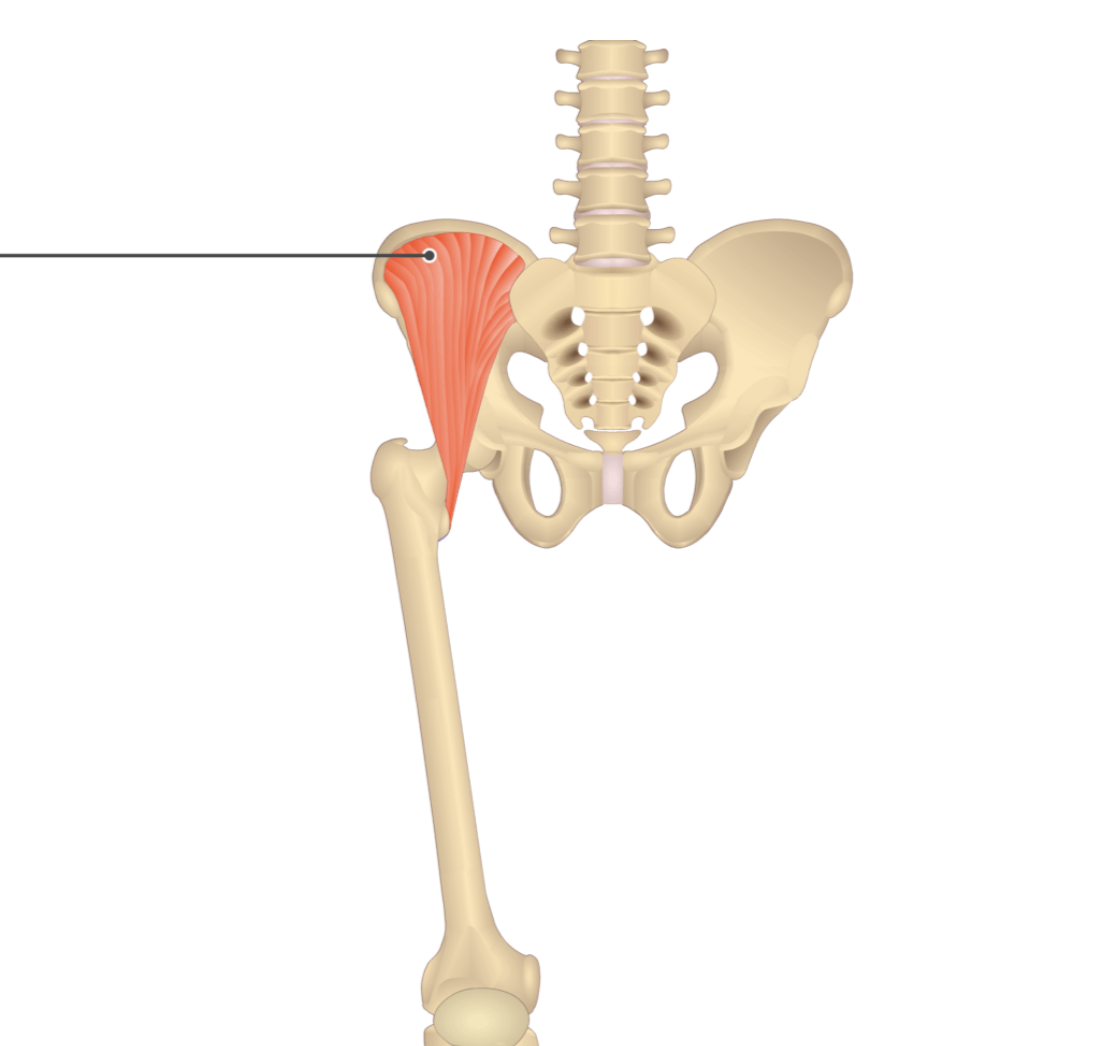 <p></p><p>origin: iliac fossa</p><p>insertion: iliopsoas muscle</p>